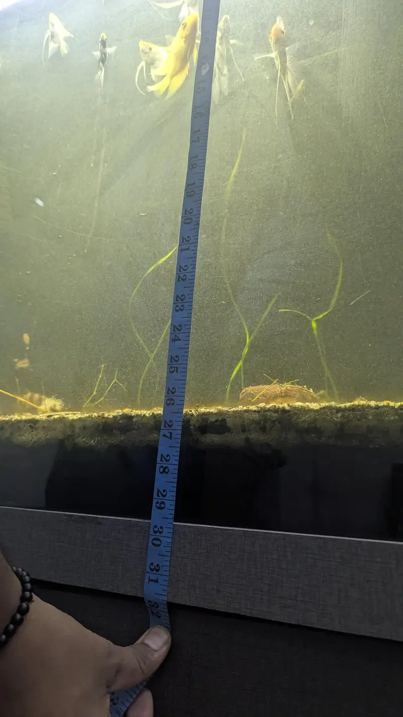 Fully Established Aquarium With Fishes — photo 4