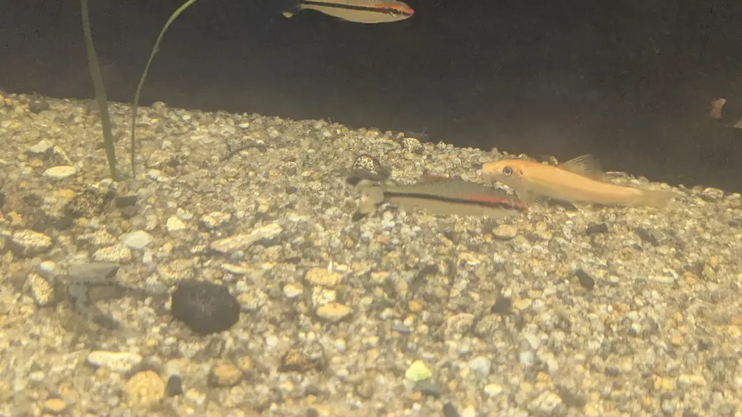 Fully Established Aquarium With Fishes — photo 5