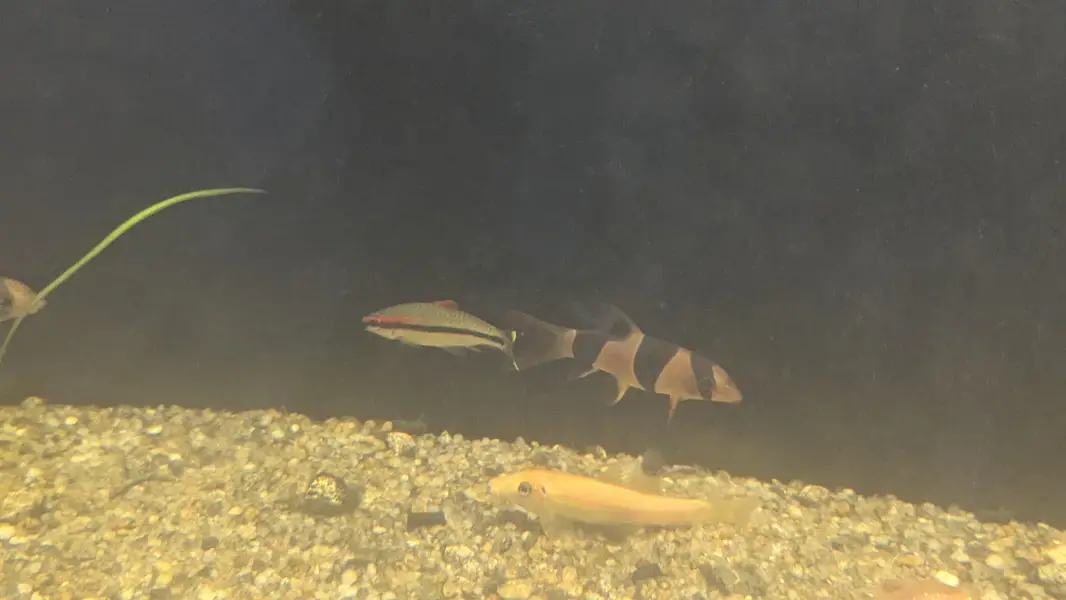 Fully Established Aquarium With Fishes — photo 6
