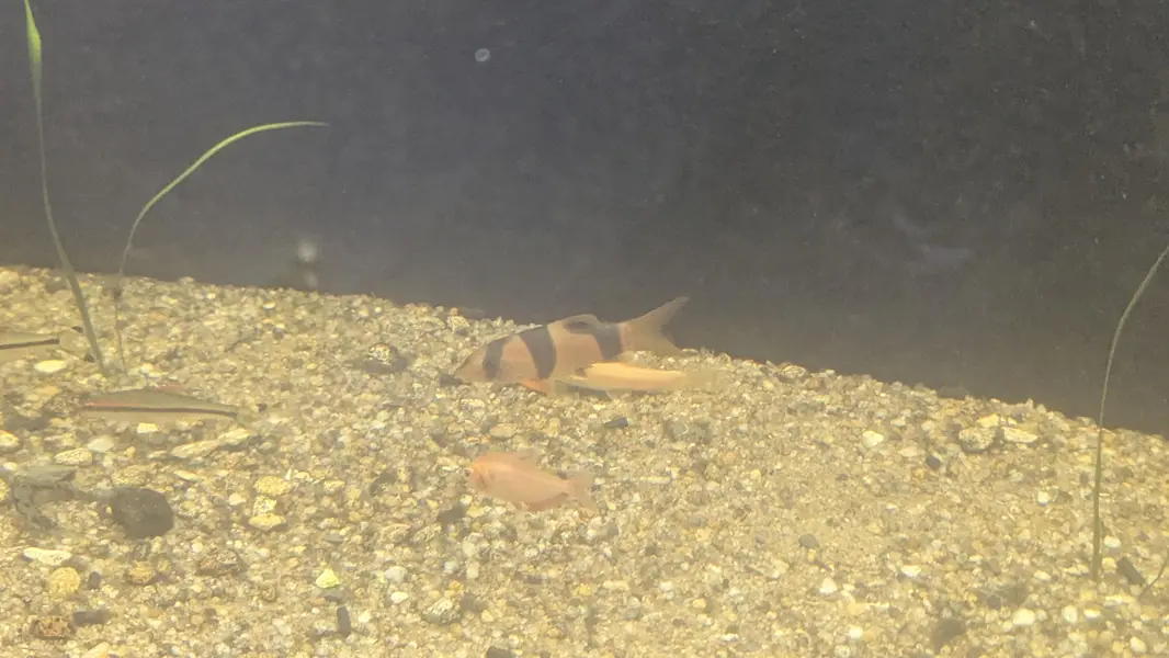 Fully Established Aquarium With Fishes — photo 7