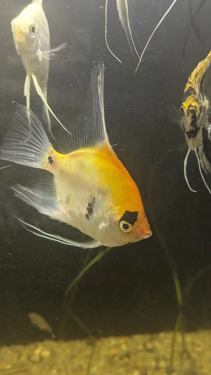 Fully Established Aquarium With Fishes — photo 10