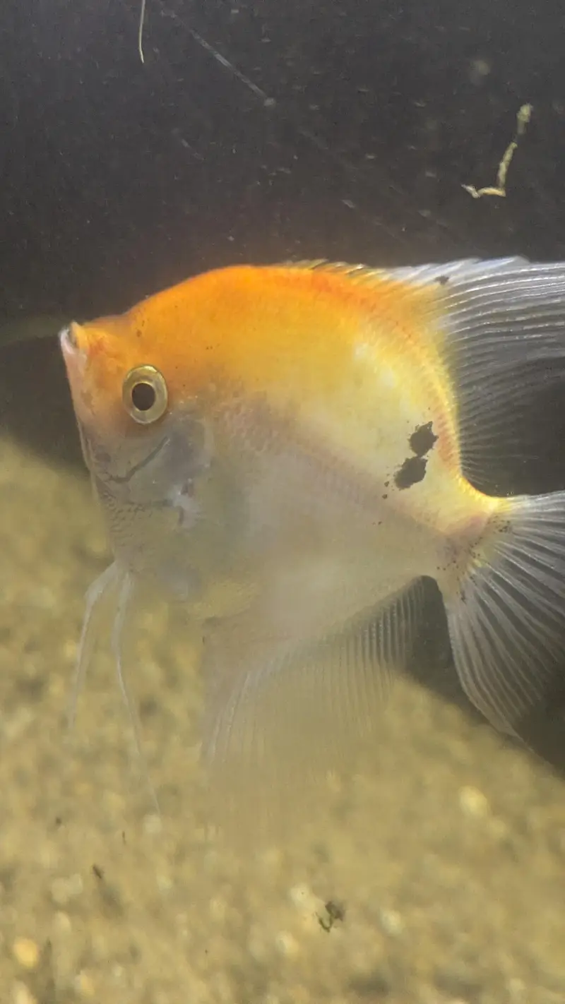 Fully Established Aquarium With Fishes — photo 11