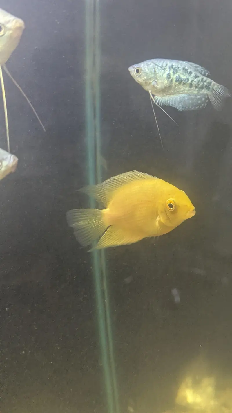 Fully Established Aquarium With Fishes — photo 12