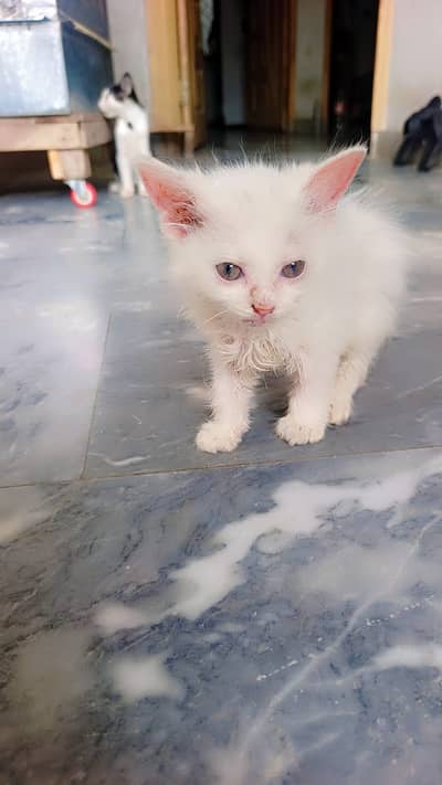 White Persian House Pet