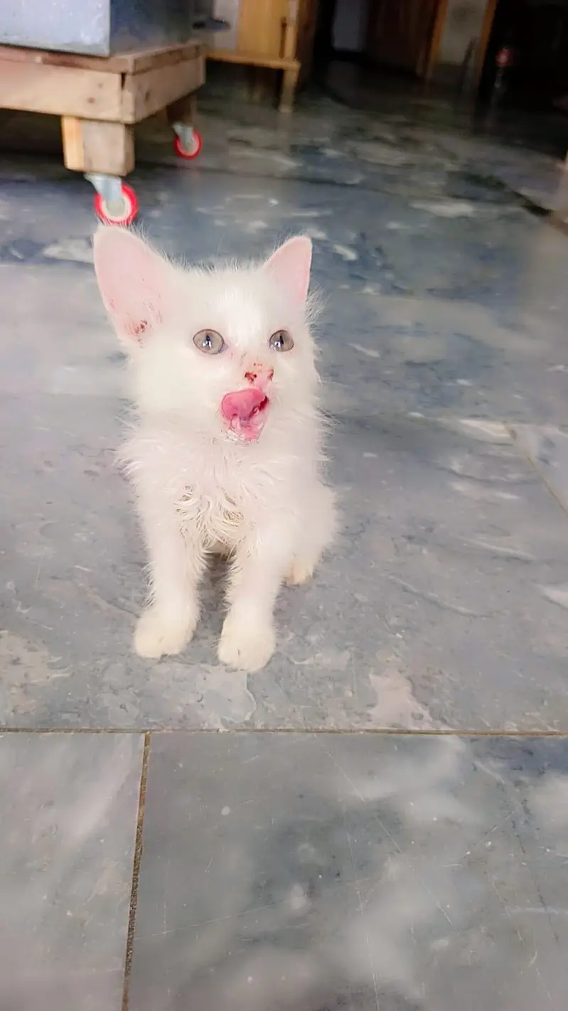 White Persian House Pet — photo 2