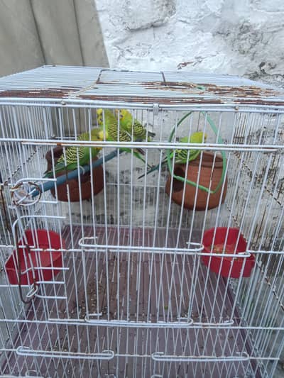 Australian parrots