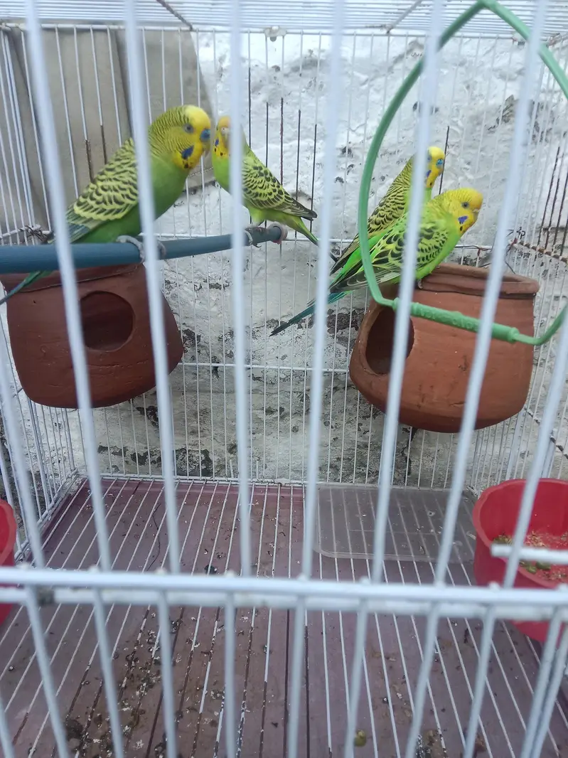 Australian parrots — photo 2