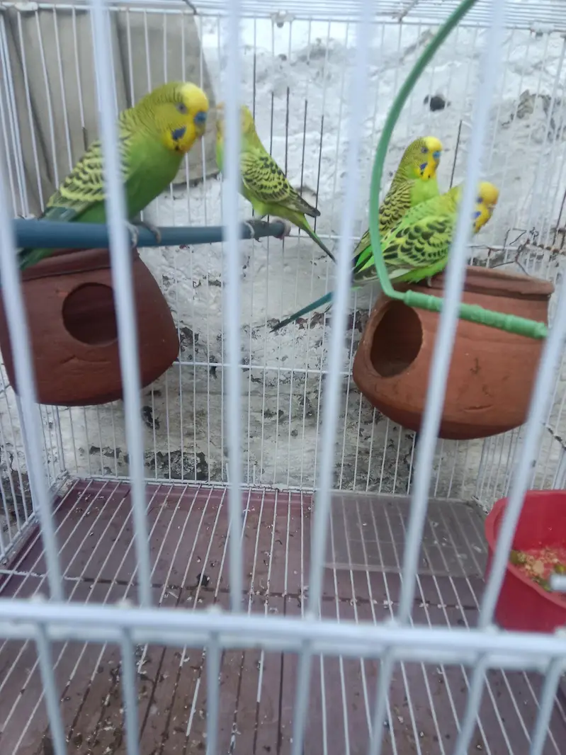 Australian parrots — photo 3