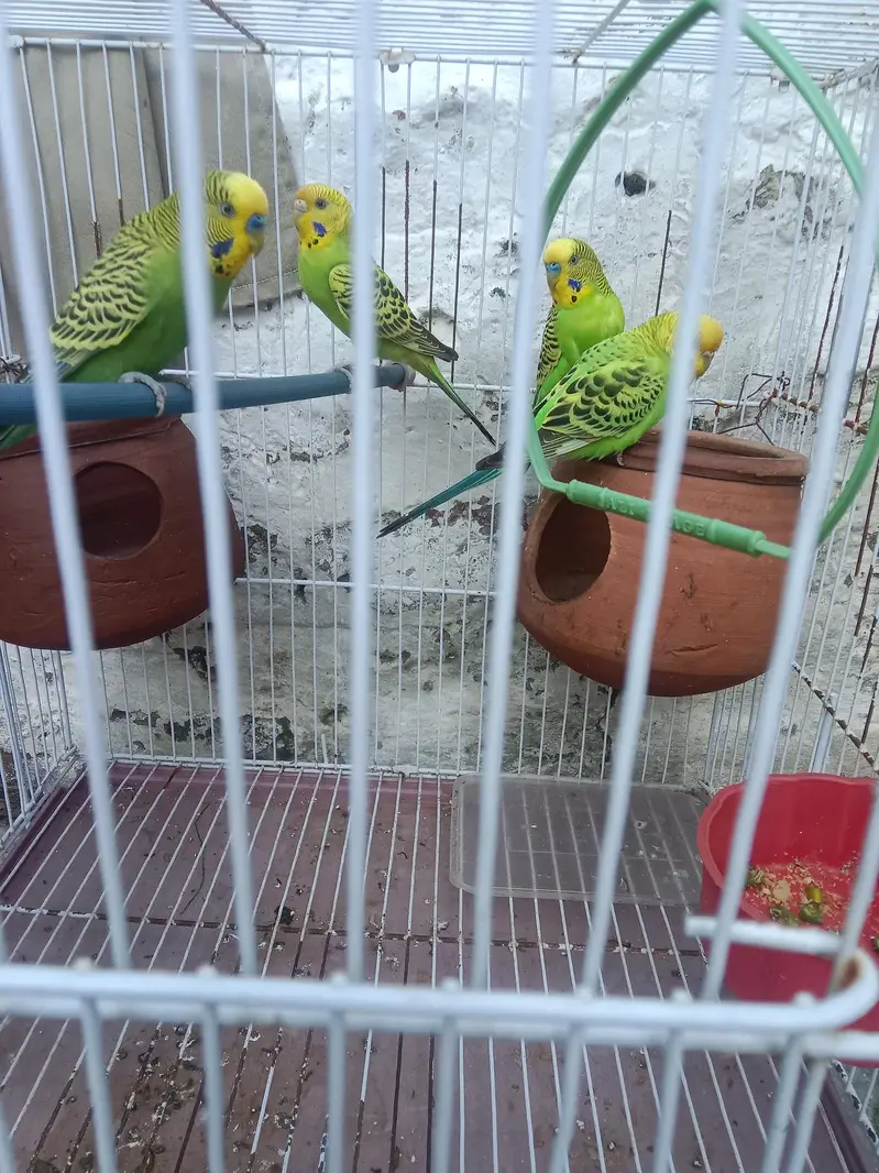 Australian parrots — photo 4