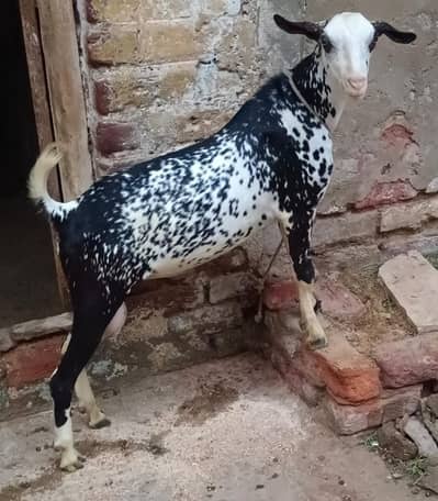 munda teddy bakra age 8 months