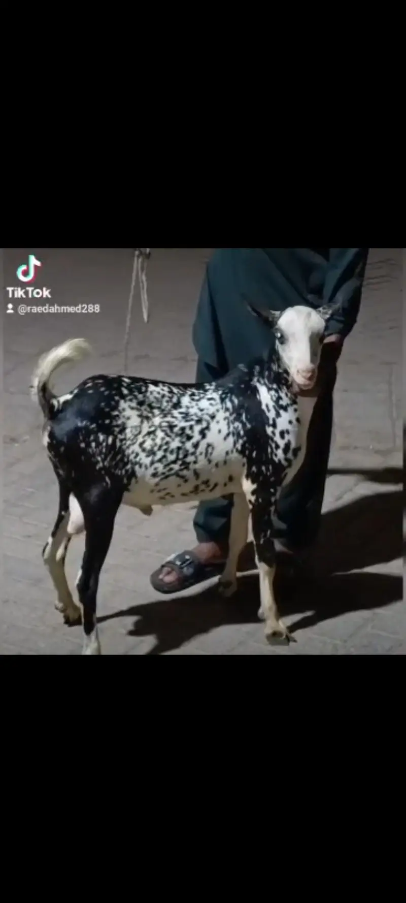 munda teddy bakra age 8 months — photo 2
