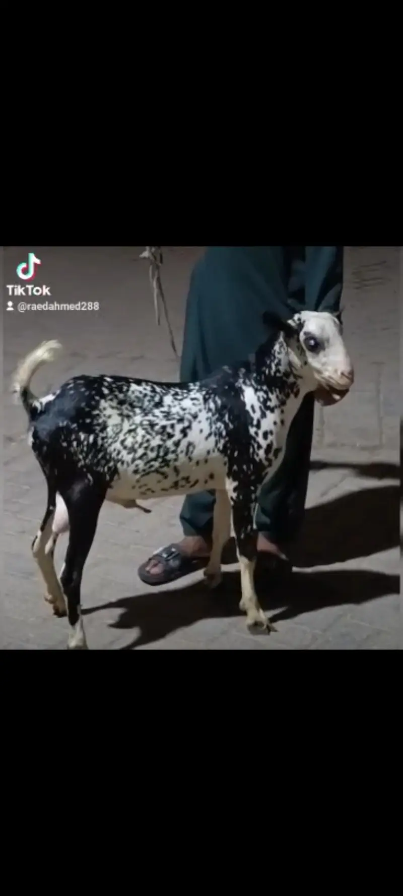 munda teddy bakra age 8 months — photo 3