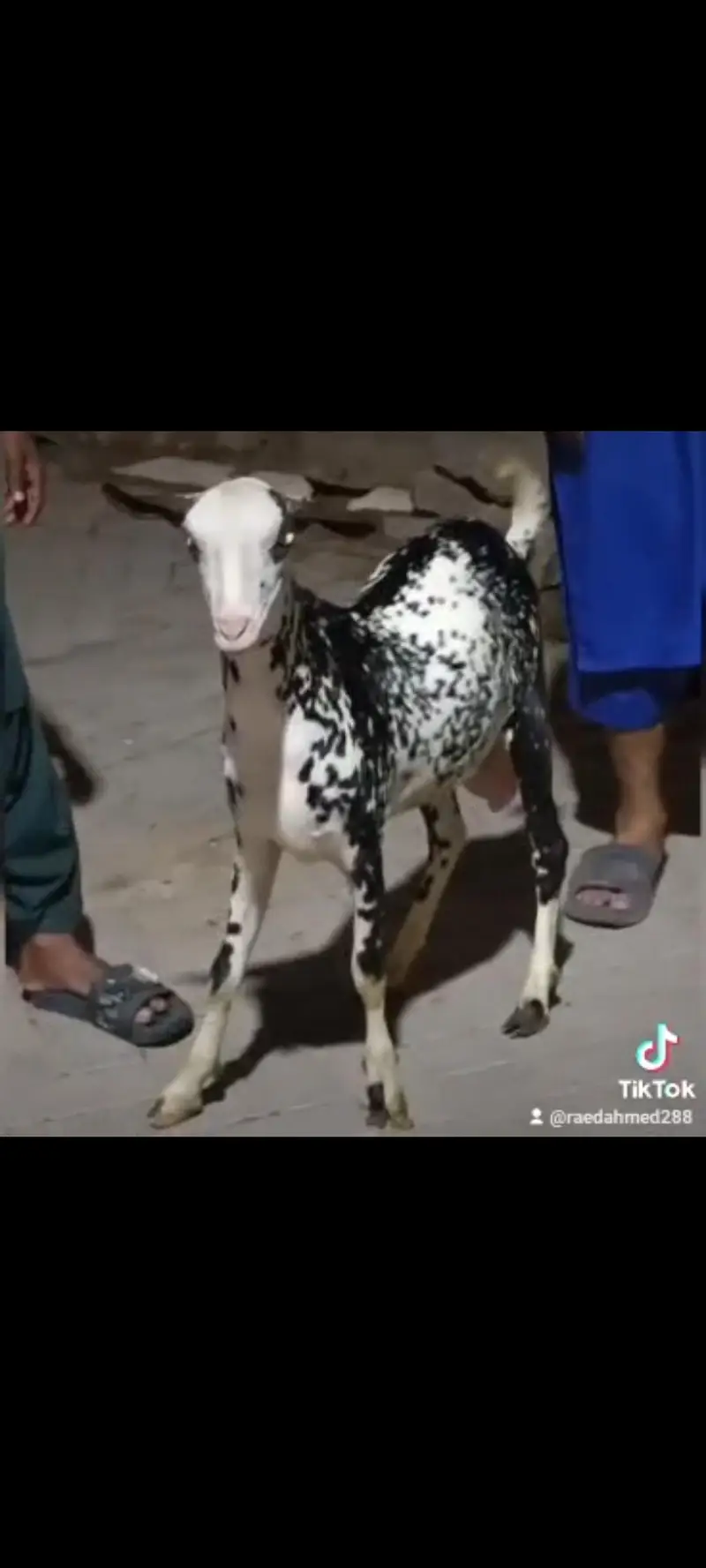 munda teddy bakra age 8 months — photo 4