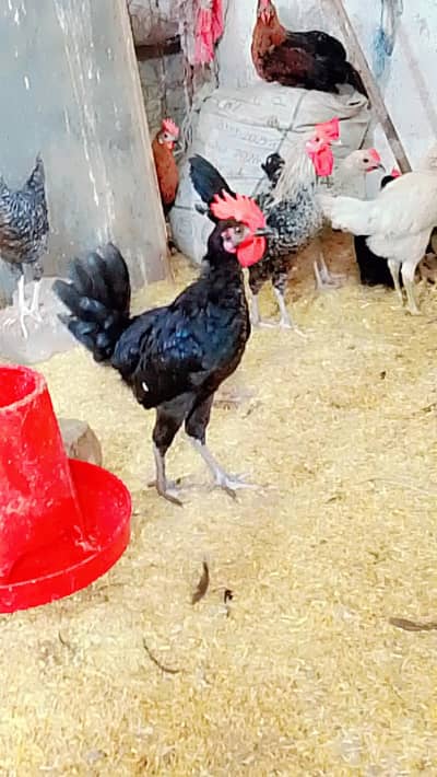 Desi Murgy available