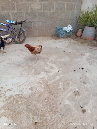 2 egg laying Hens