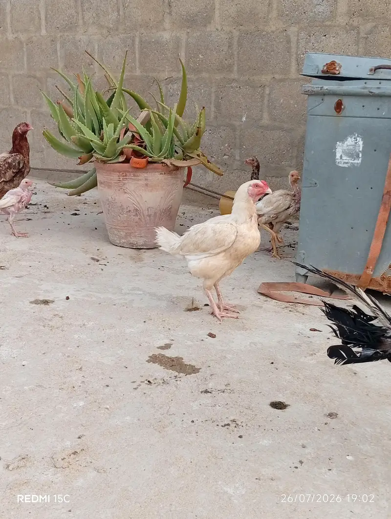 2 egg laying Hens — photo 2