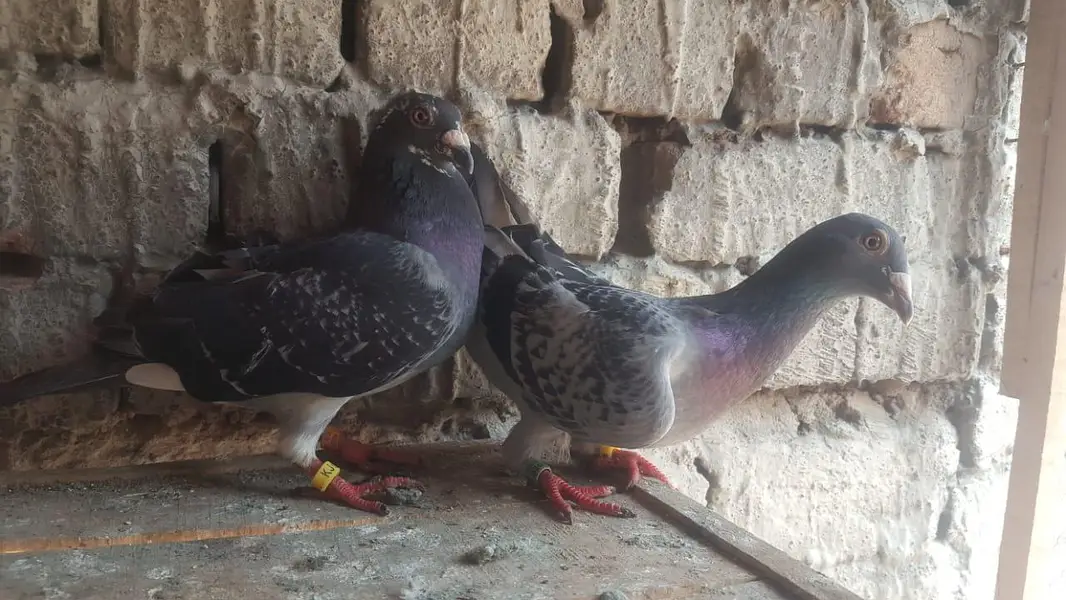 qasad paire — photo 2
