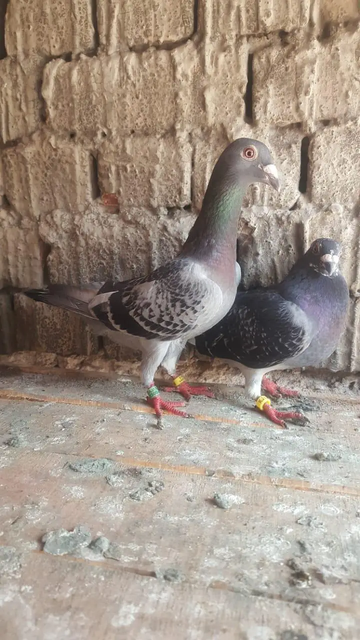 qasad paire — photo 3