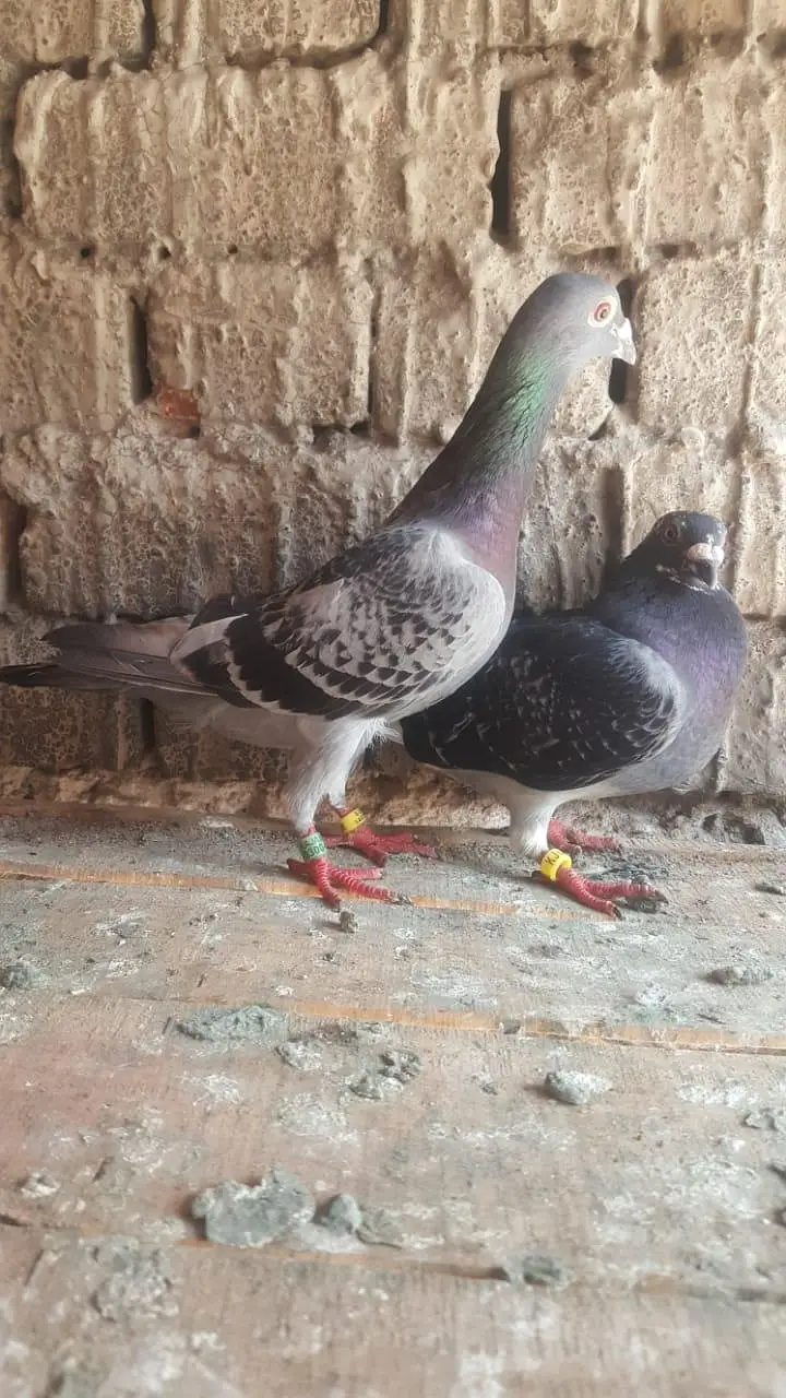 qasad paire — photo 4
