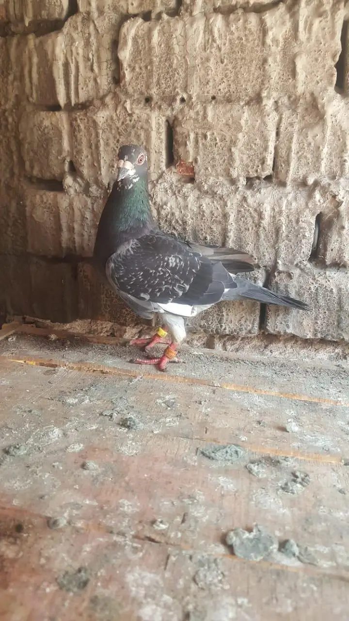 qasad paire — photo 5