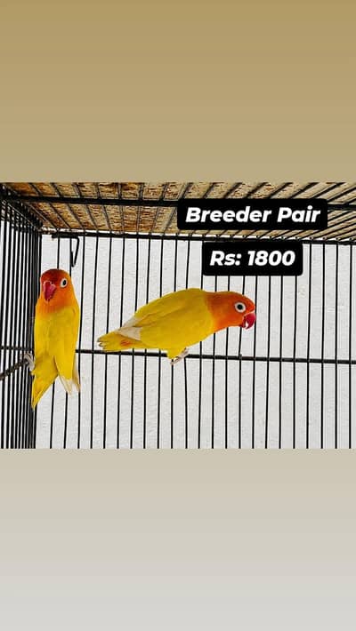All Birds for urgent sale