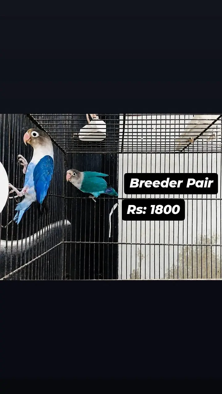 All Birds for urgent sale — photo 3