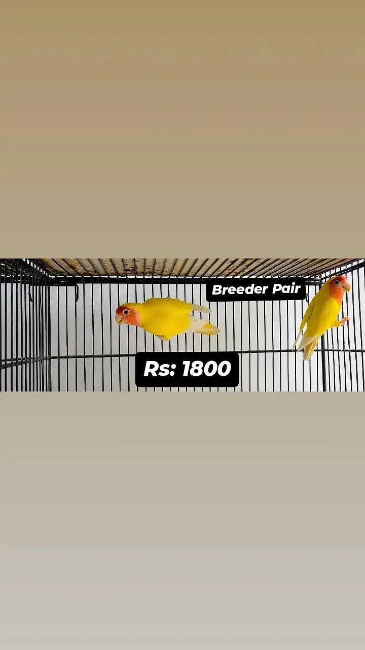 All Birds for urgent sale — photo 4