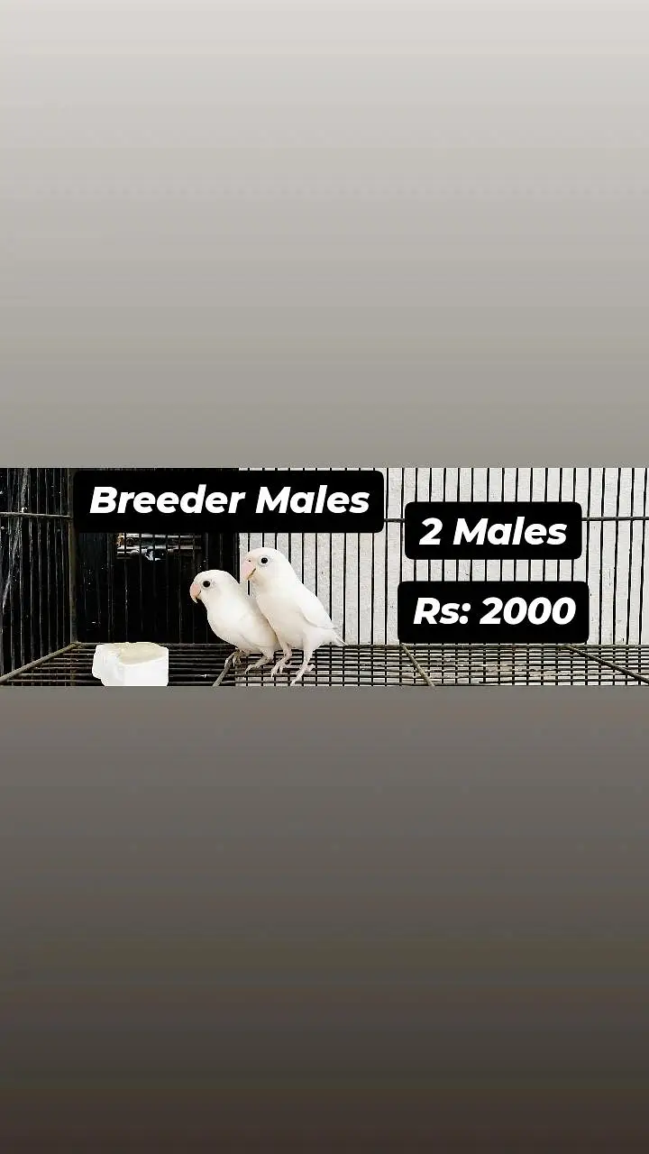 All Birds for urgent sale — photo 6