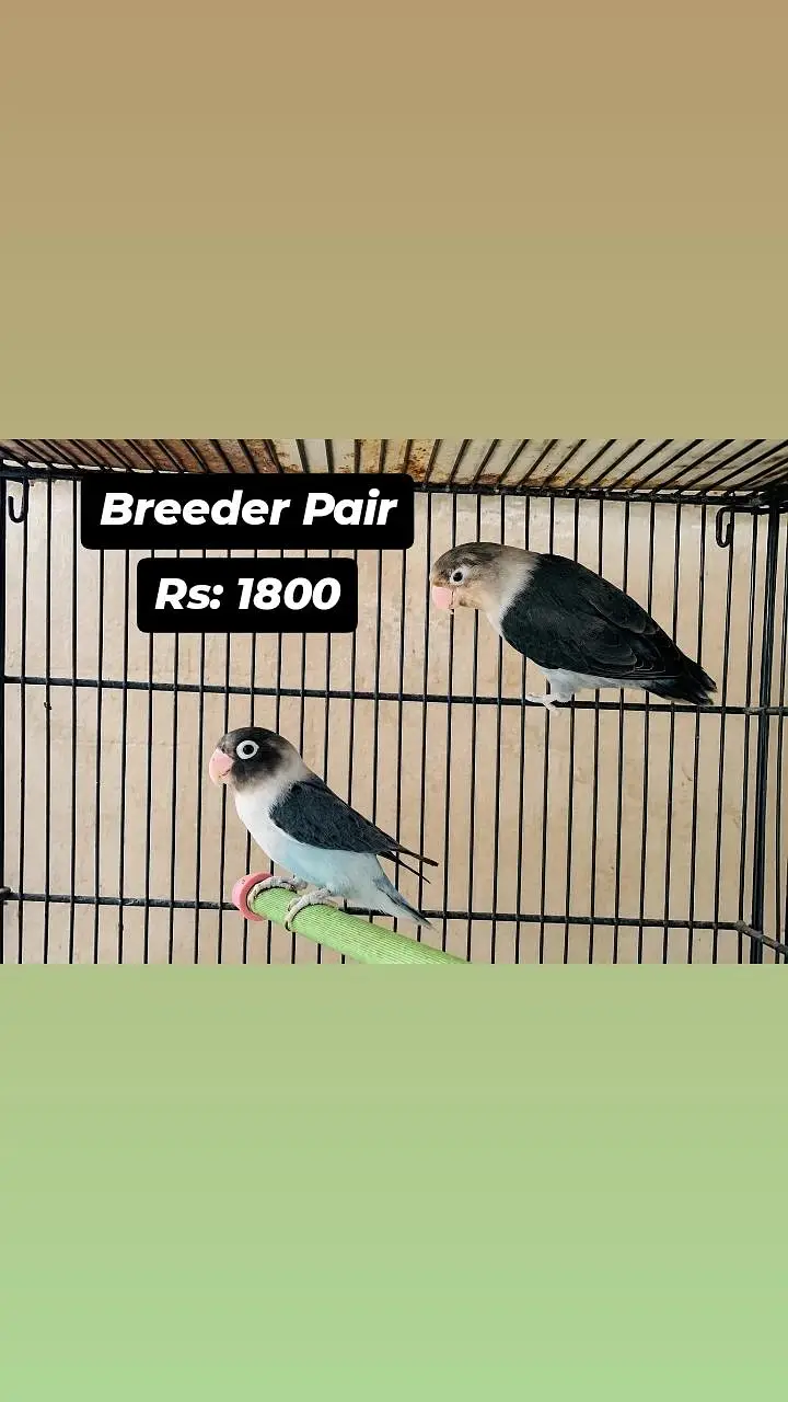 All Birds for urgent sale — photo 7