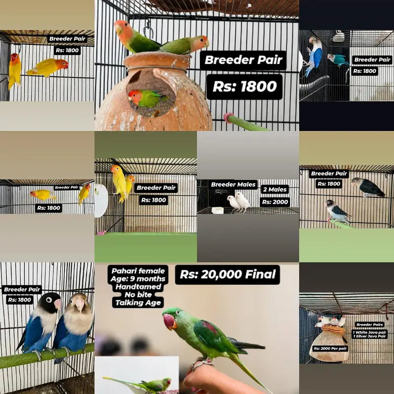 All Birds for urgent sale — photo 11