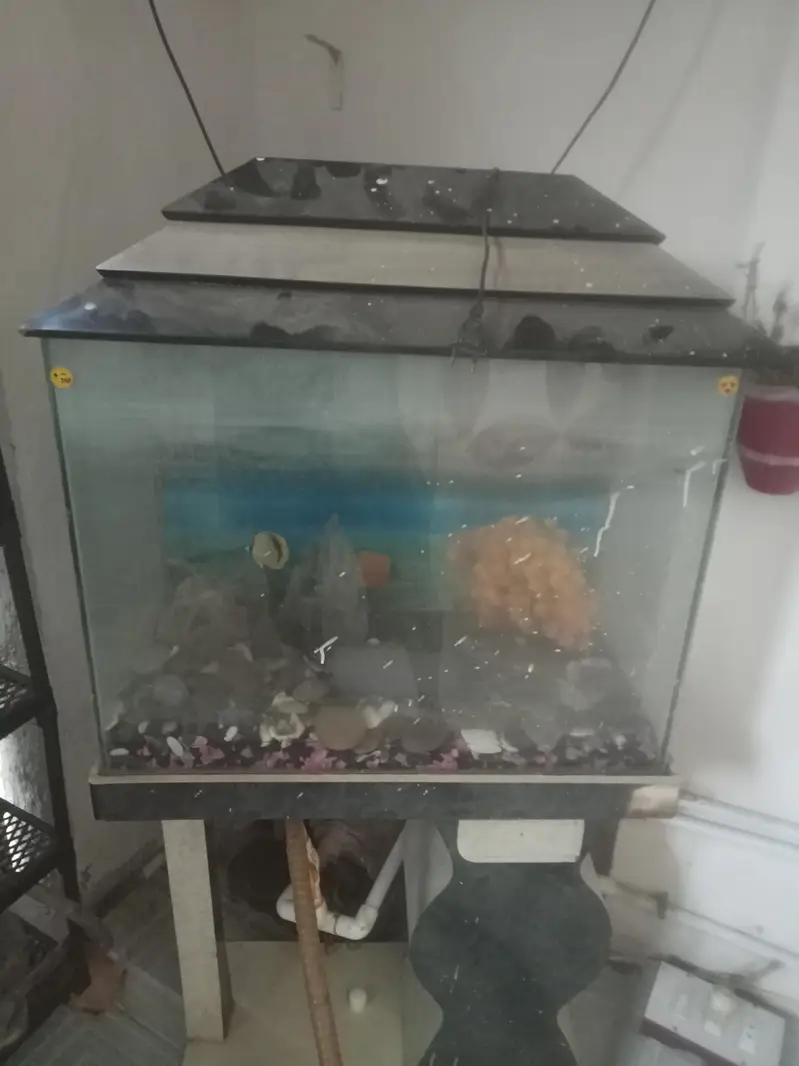 fish aquarium