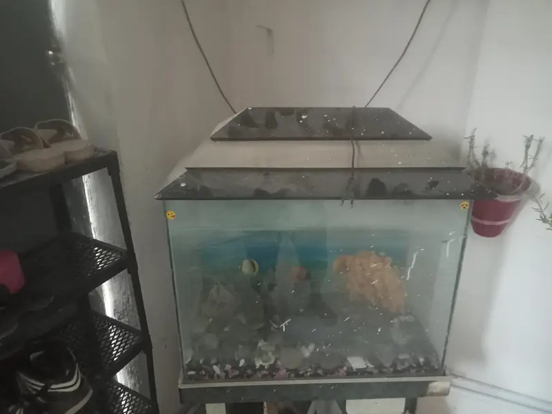 fish aquarium — photo 2