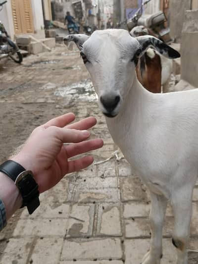 MashaAllah teddy bakri white nose 6 months full active location orangi