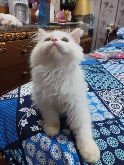Pure Persian breed healthy kitten 2 male and 2 female are for sale