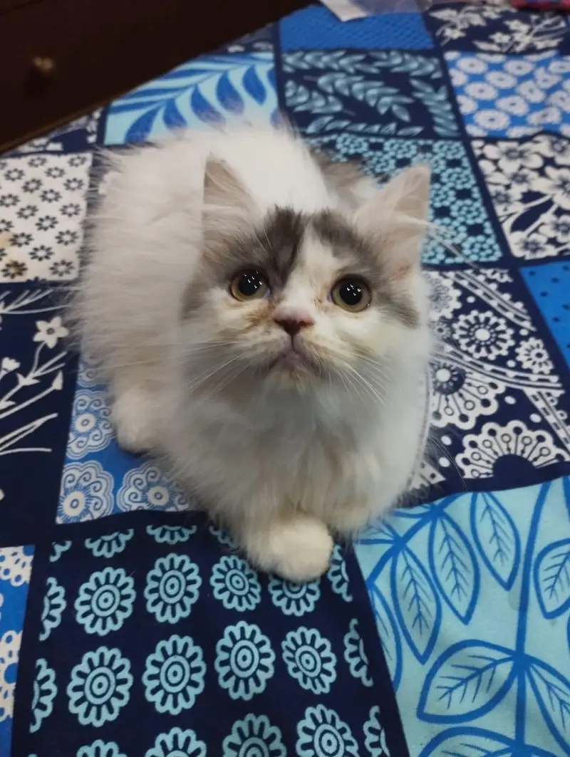 Pure Persian breed healthy kitten 2 male and 2 female are for sale — photo 2