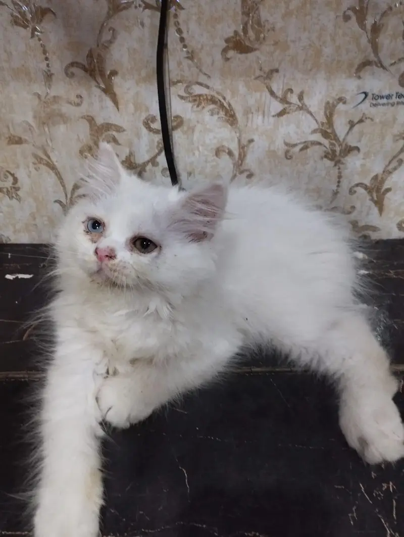 Pure Persian breed healthy kitten 2 male and 2 female are for sale — photo 3