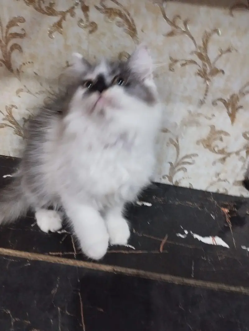 Pure Persian breed healthy kitten 2 male and 2 female are for sale — photo 4