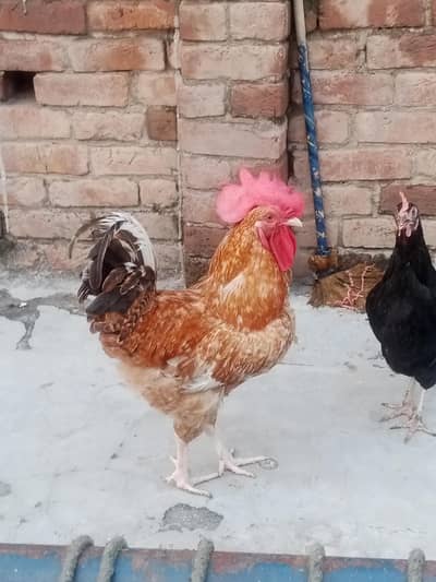 Desi Murga aur Murgian