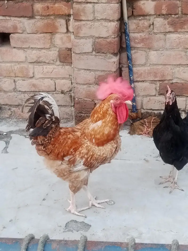 Desi Murga aur Murgian — photo 2
