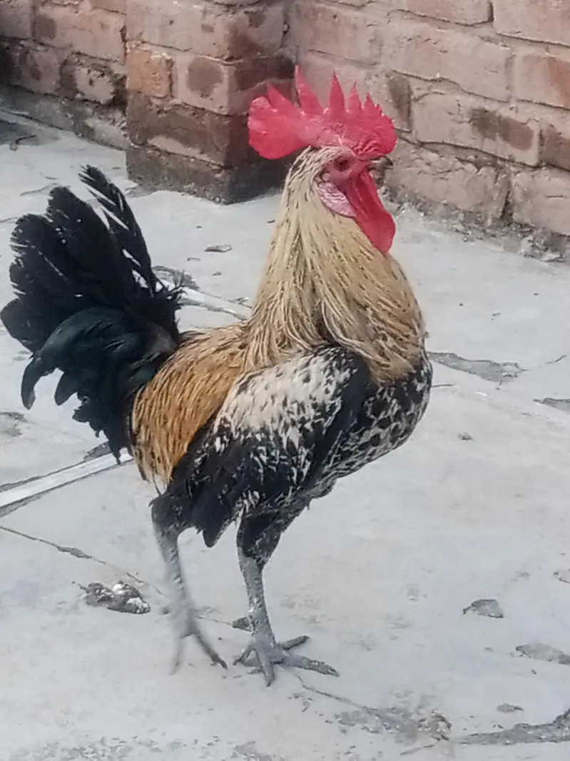 Desi Murga aur Murgian — photo 3