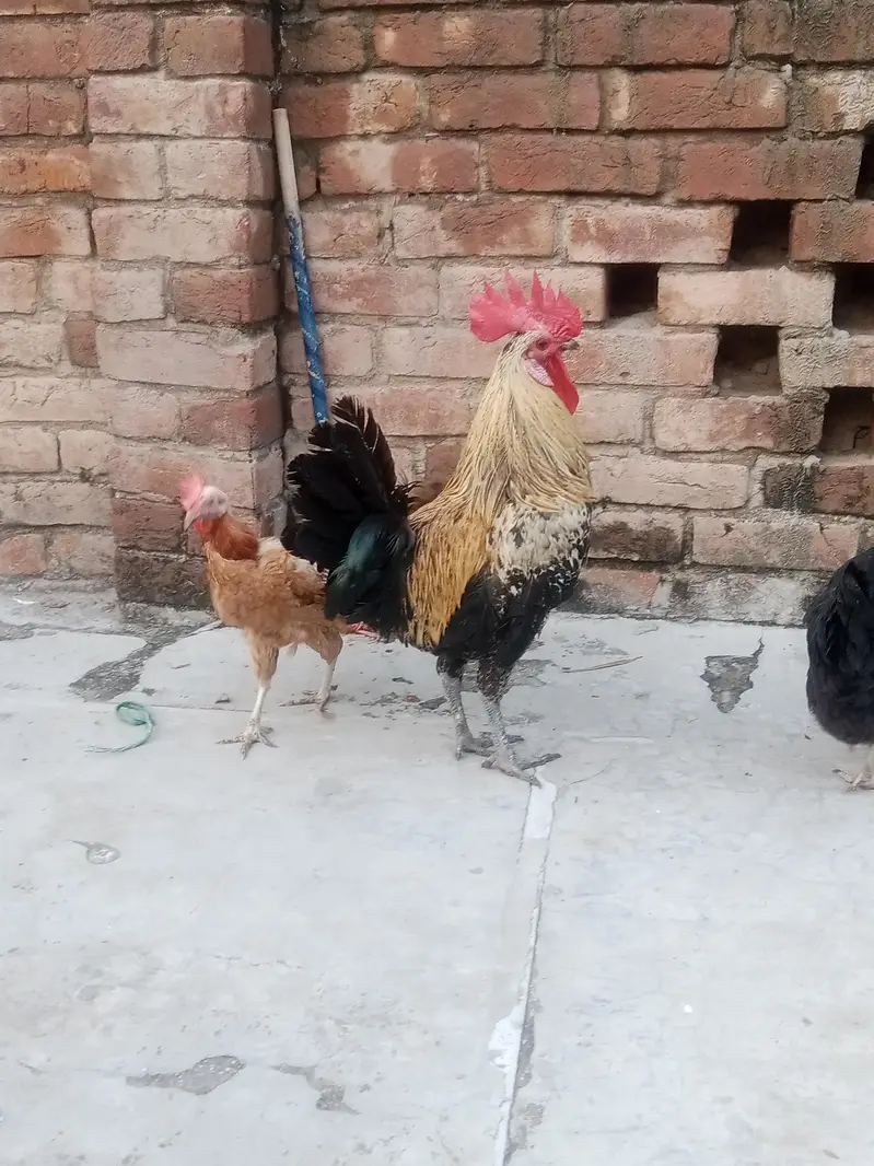 Desi Murga aur Murgian — photo 4