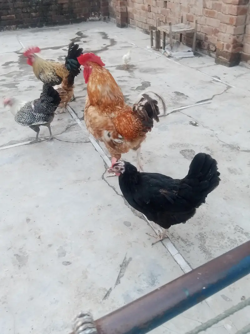 Desi Murga aur Murgian — photo 6