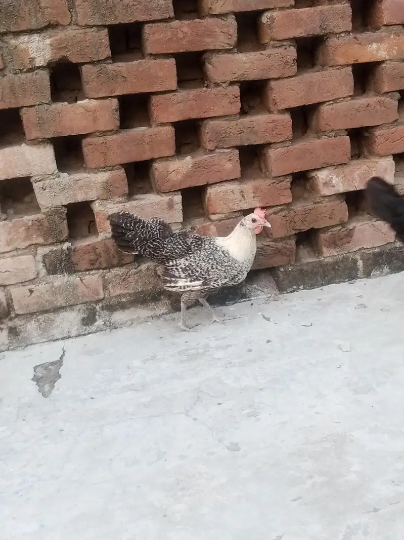 Desi Murga aur Murgian — photo 7