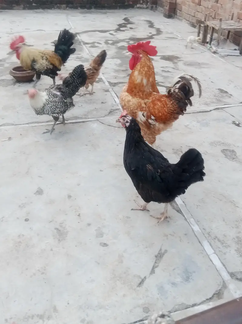 Desi Murga aur Murgian — photo 8