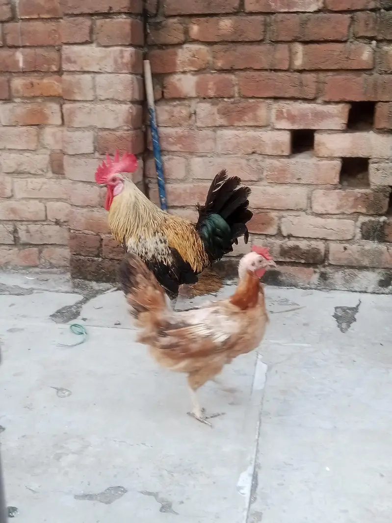 Desi Murga aur Murgian — photo 9