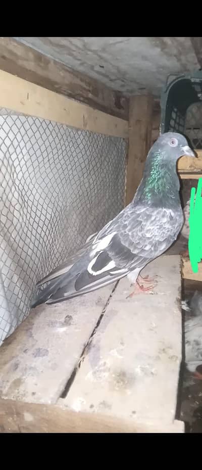 pigeon sale 03104481724wtsp