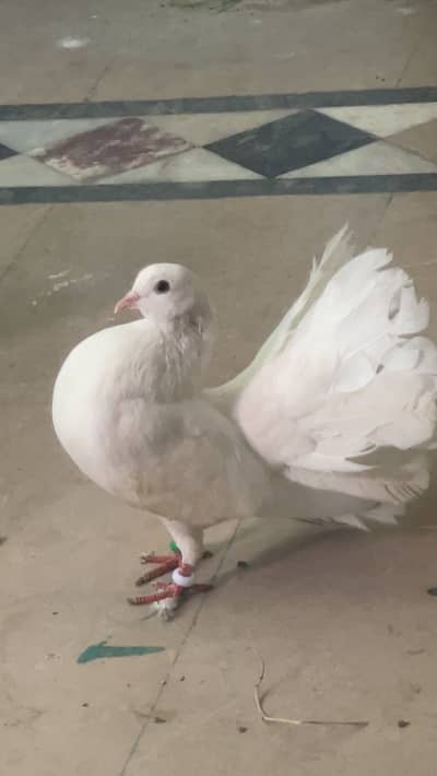 Fantail fancy Pair for sale