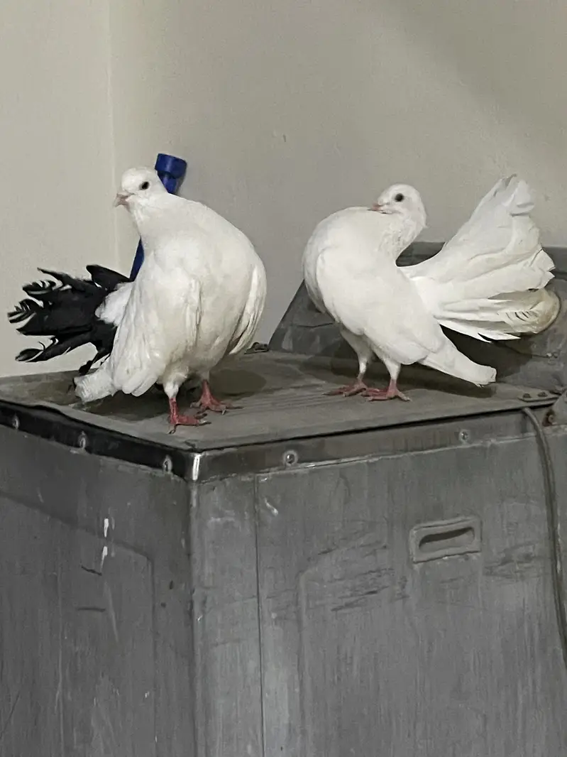 Fantail fancy Pair for sale — photo 2