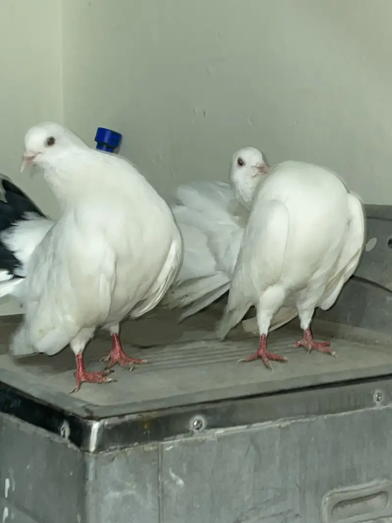 Fantail fancy Pair for sale — photo 3