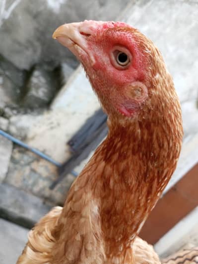Kuruk Aseel murgi for sale /  *03347444092